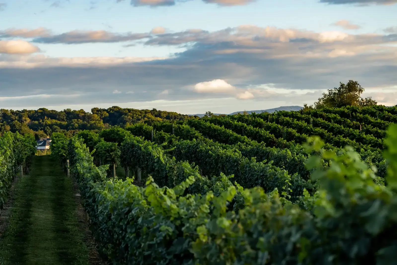 Nicewonder+Vineyards+Sunset+Grapes+9.16.21_-17+(1)