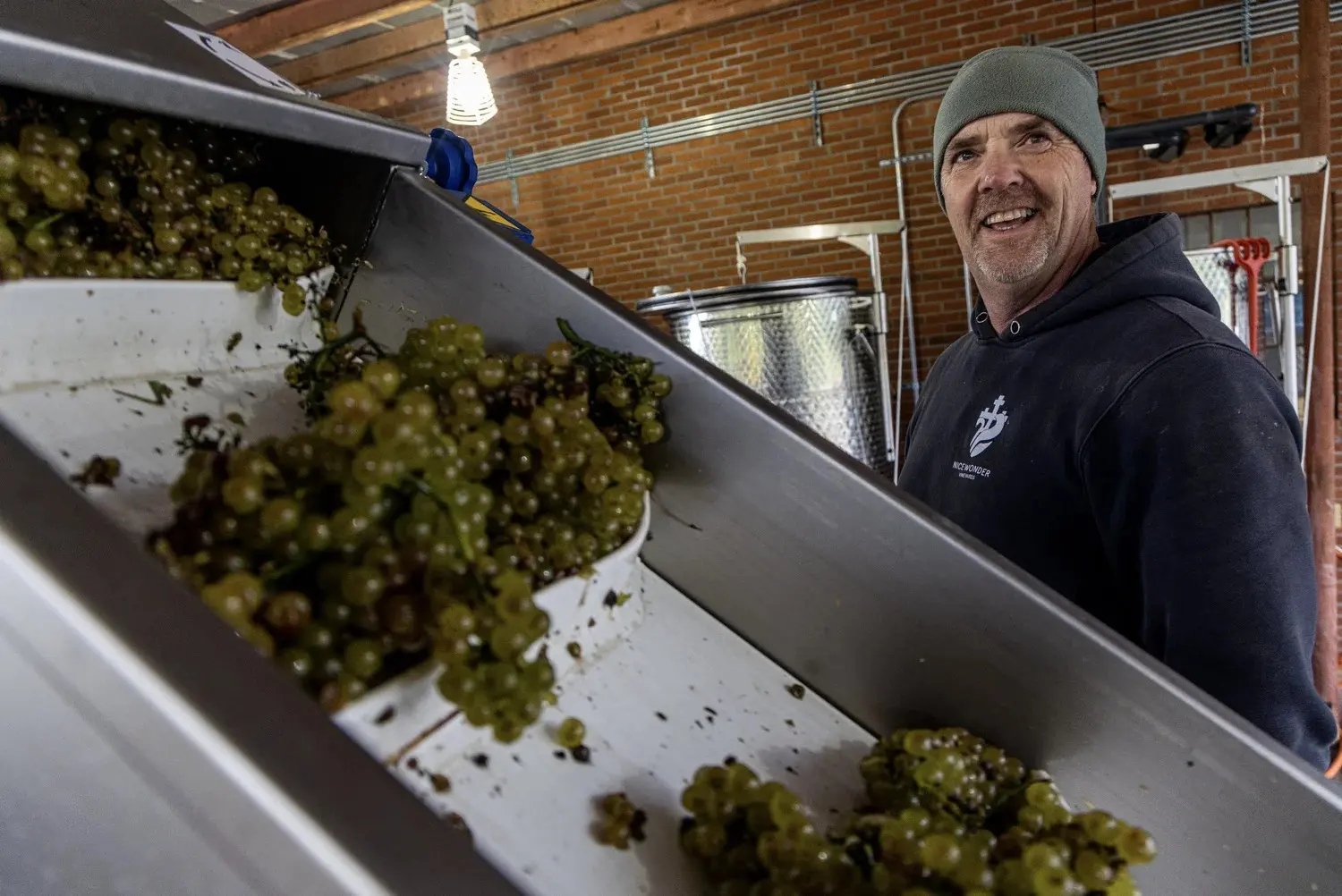 grapes in winemaking process