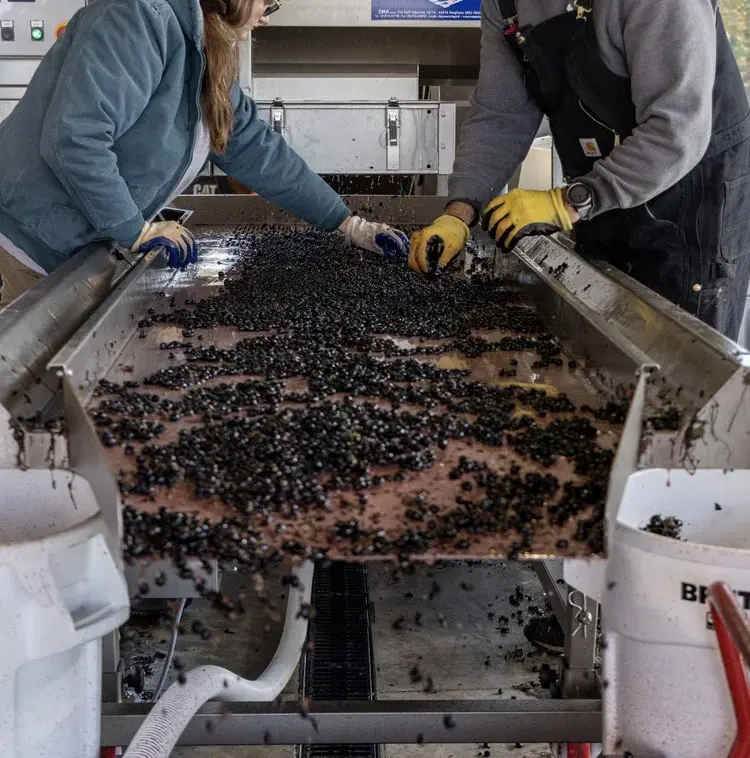 sorting grapes