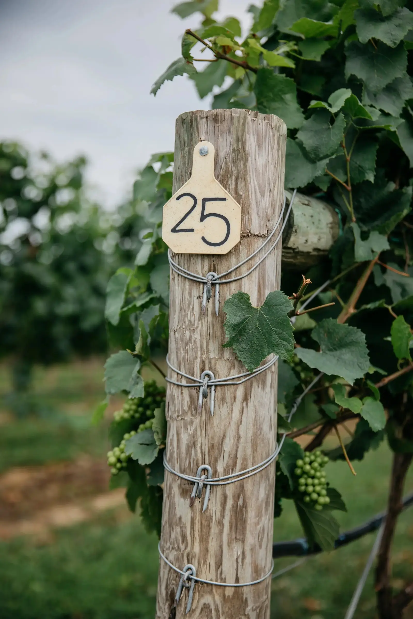 vineyard #25