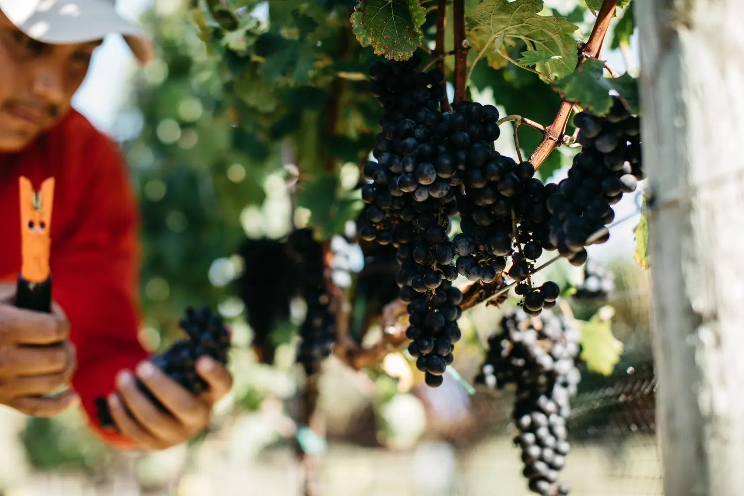 picking grapes in vineyard