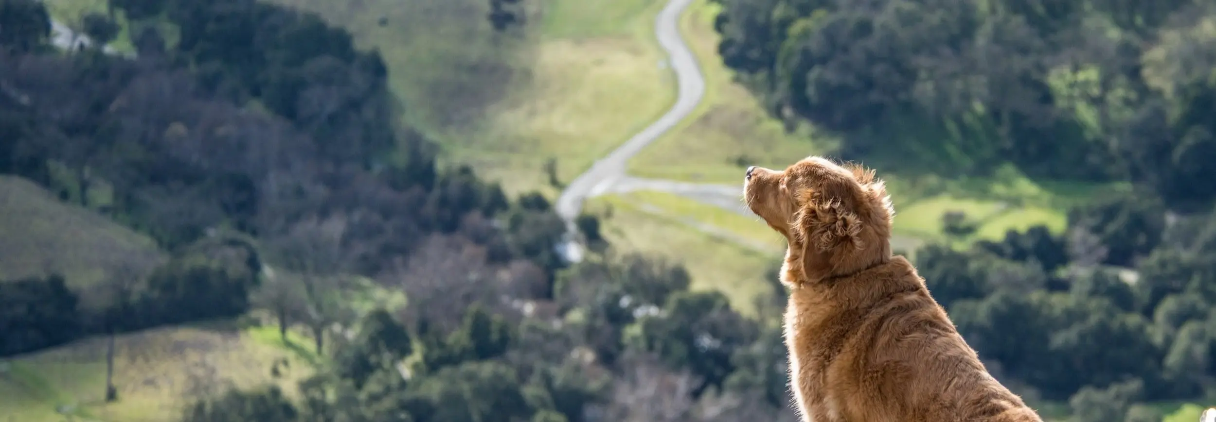 dog with beautiful scenery